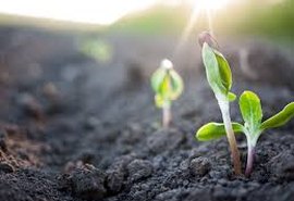 IMA/AL começa a intensificar ações de plantio em Alagoas