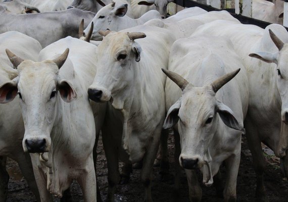 Prazo de campanha de vacinação contra febre aftosa é prorrogado