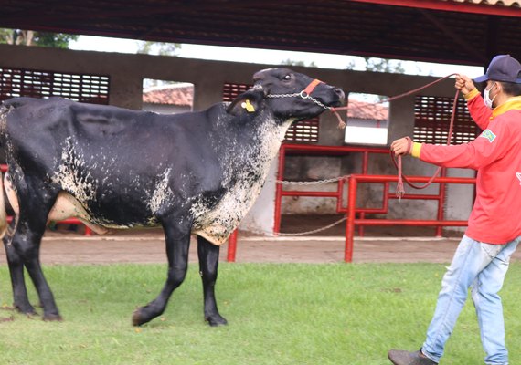 Fêmea de excelência participará do 6° Genética de Berço