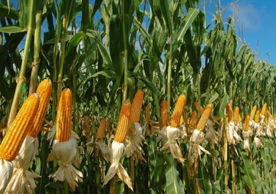 Preço do milho tem alta e preocupa produtores alagoanos