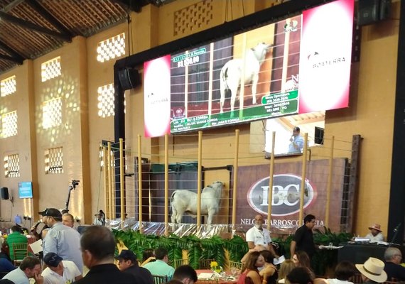 Leilão Nelore Barros Correia alcança 90,4% de crescimento e consagra 40 anos de seleção IBC