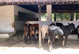 Adeal inicia a primeira etapa da campanha de vacinação contra a brucelose