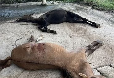 Caso Nutratta: novo laudo relaciona morte de cavalos à toxina em ração