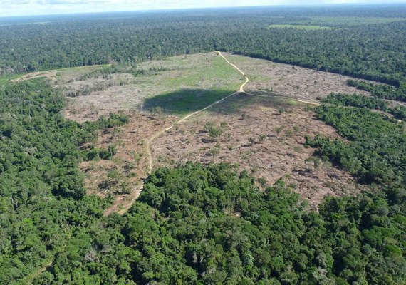 Ibama e AGU bloqueiam bens de pecuarista por danos na Amazônia