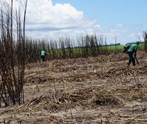 Asplana pede que Alagoas crie pacote de socorro ao setor canavieiro