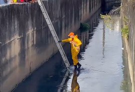 Cachorro é resgatado após ficar preso em córrego no bairro Mangabeiras, em Maceió