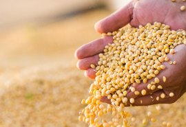 Arapiraca sediará primeiro seminário estadual de grãos