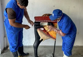 Seagri abre inscrições para nova turma do Curso de Inseminação em Batalha