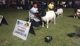 Exposição Nacional  de ovinos vai movimentar 69ª Expoagro/AL