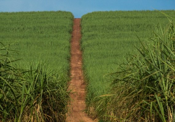 Usinas têm aumento da produção em comparação o ciclo passado