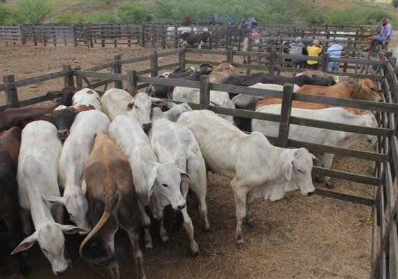 Prefeitura de Arapiraca convoca criadores de bovinos para vacinar rebanhos contra febre aftosa