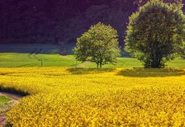 La Niña pode impactar a safra 2024/25, mas cenário ainda é incerto, afirma meteorologista