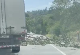 Árvore cai e bloqueia parcialmente rodovia na zona rural de Satuba