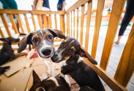 SMS orienta tutores sobre cuidados com cães e gatos durante festas juninas