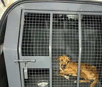 Mulher é presa suspeita de maus-tratos contra cachorro em Rio Largo