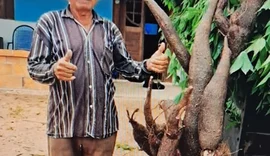 Agricultor colhe macaxeira de mais de 80 kg em Girau do Ponciano