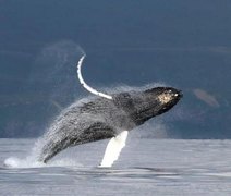 O mistério do canto das baleias desvendado por cientistas