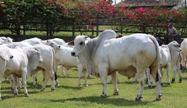 Alto padrão genético do rebanho alagoano é vitrine para a Expoagro-AL