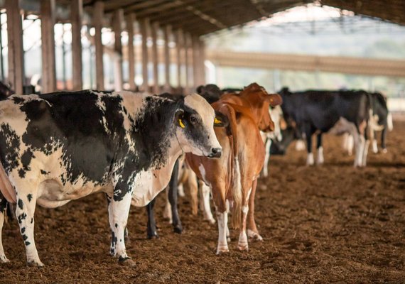 Vacinação contra febre aftosa começa neste domingo