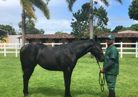Leilão Vale Rico é oportunidade para  criadores de QM