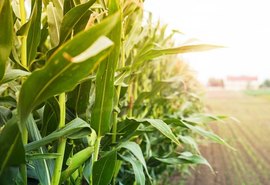 Economista aponta crescimento na produção agrícola e pecuária de Alagoas; entenda
