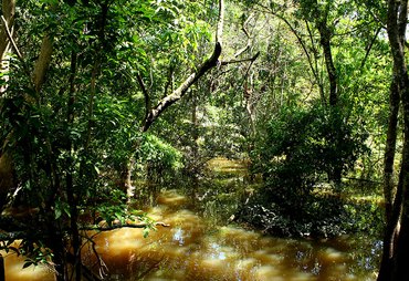 Fungo amazônico pode controlar doenças agrícolas e gerar novos antibióticos