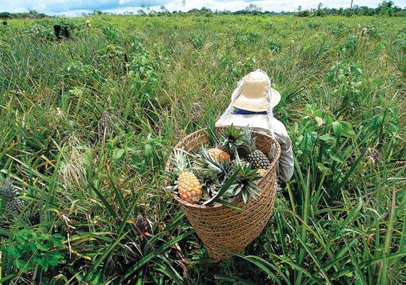 Produtores rurais já podem fazer o Ato Declaratório Ambiental para o Ibama; confira