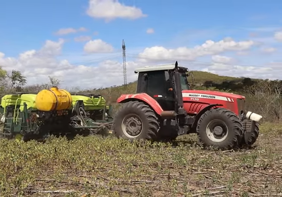 Fertilizante líquido revoluciona lavoura de milho no Agreste alagoano