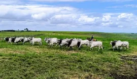 Arroba do boi salta mais de 10% em AL e abre novo ciclo na pecuária