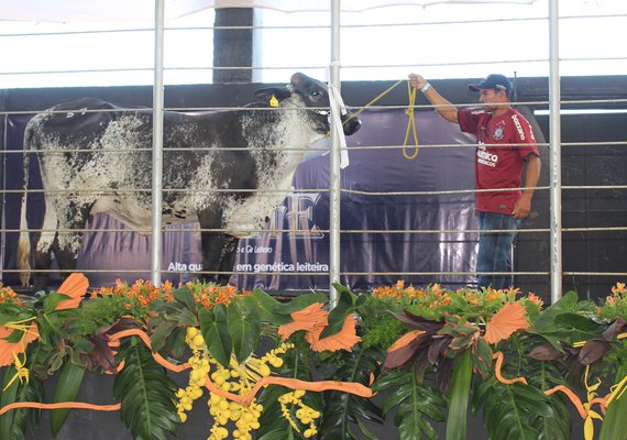 Mais Leite reúne rebanho de criadores consagrados no Circuito Nordestino do Girolando
