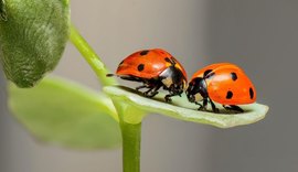 Joaninhas ajudam no controle de pragas e beneficiam lavouras