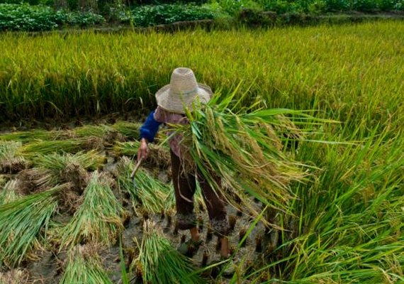 Senado aprova PEC do Trabalho Escravo