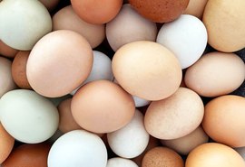 Manual da Embrapa fortalece inclusão de produtores familiares na cadeia de ovos