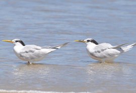 Ministério confirma mais um caso de gripe aviária; total chega a 31