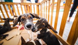 SMS orienta tutores sobre cuidados com cães e gatos durante festas juninas