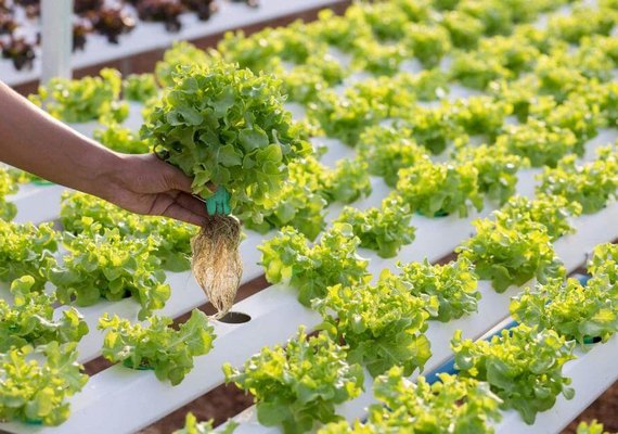 Pindorama inaugura estufa de mudas