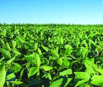 IBGE divulga agenda da semana com reunião do Censo Agro em Alagoas