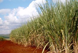 Climas de seca e geada impactam a produção de cana de açúcar no Brasil, mercado fecha em alta