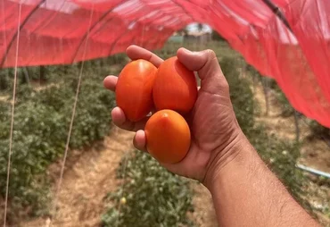 Avanço de pragas ameaça produtividade do tomate brasileiro