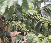 Agricultores familiares apostam na retomada da cultura do café em AL