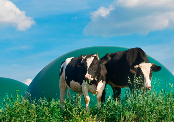 Cooperativas investem em biogás para produzir mais energia com menor impacto