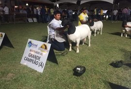 Exposição Nacional  de ovinos vai movimentar 69ª Expoagro/AL