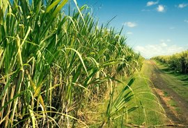 Precipitação pluviométrica cresce 7,3% em Zona Canavieira