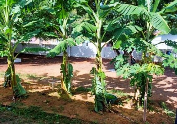 Solução sustentável, fossa agroecológica pode elevar índice de saneamento rural