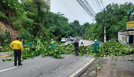 Com poda de emergência, trânsito na Ladeira Geraldo Melo fica congestionado