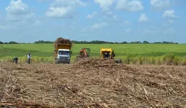 Queda de preços da cana tira quase R$ 1 bilhão da economia de AL