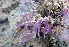 Pesquisador da Ufal identifica 5 novas espécies de esponjas marinhas