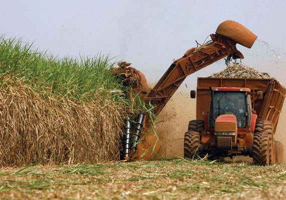 Produção de açúcar já ultrapassa 428 mil toneladas