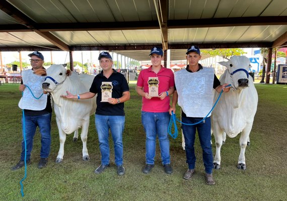 Raça Nelore se destaca na pista de julgamento da 72ª Expoagro Alagoas
