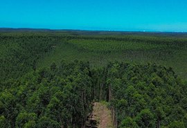 Alagoas expande áreas de florestas plantadas com eucalipto